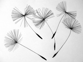 seeds-dandelion-flower-pointed-flower-nature